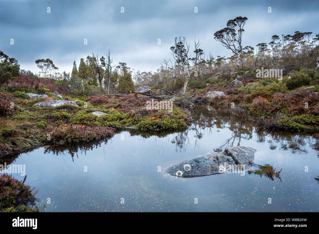 Pond in swamp with endemic plants and trees under cloudy sky in Walls of Jerusalem National Park, Tasmania Australia Stock Photo