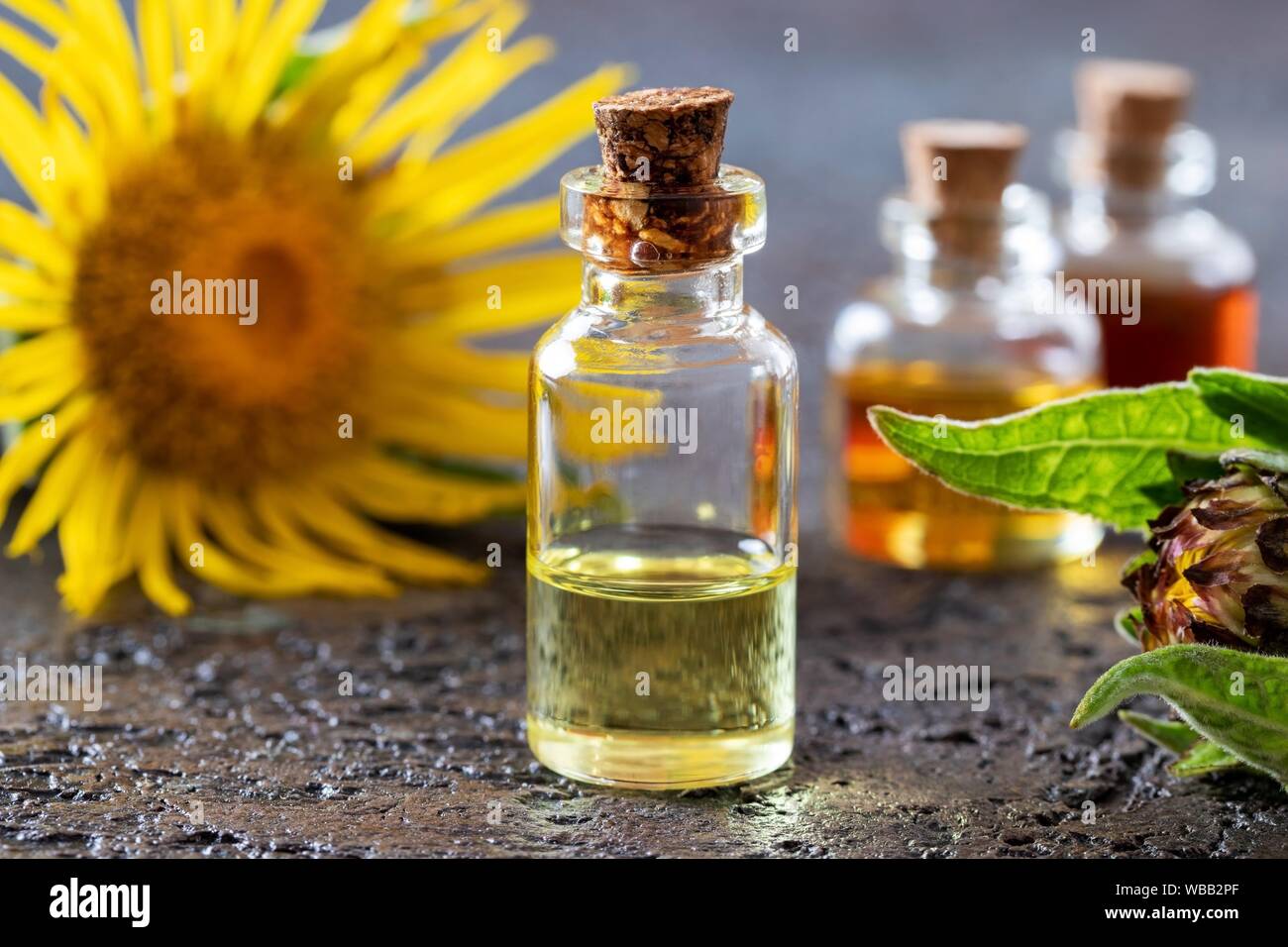 A bottle of essential oil with fresh Inula helenium plant. Stock Photo