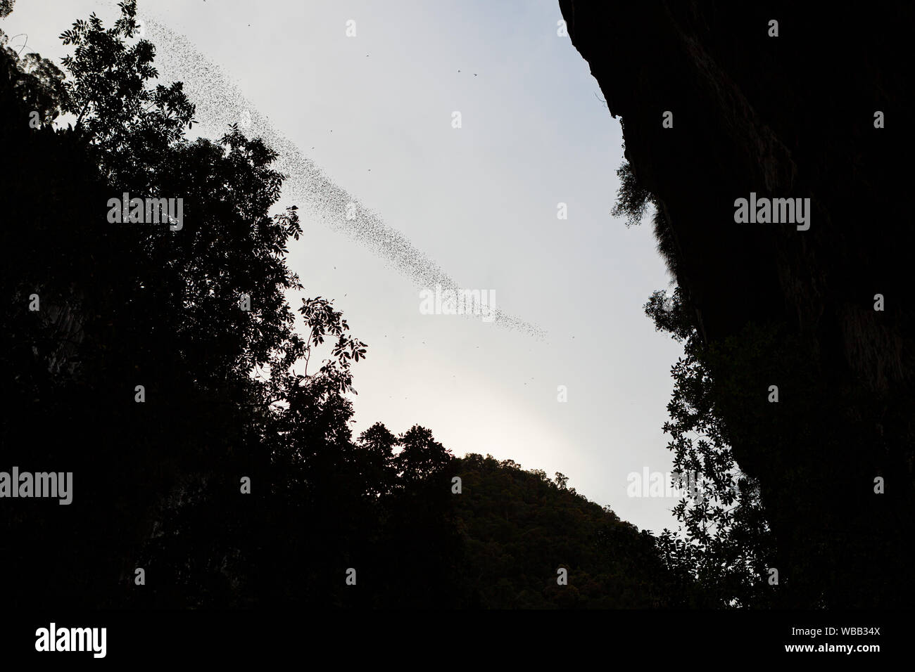 Bats flying in Gunung Mulu national park Stock Photo