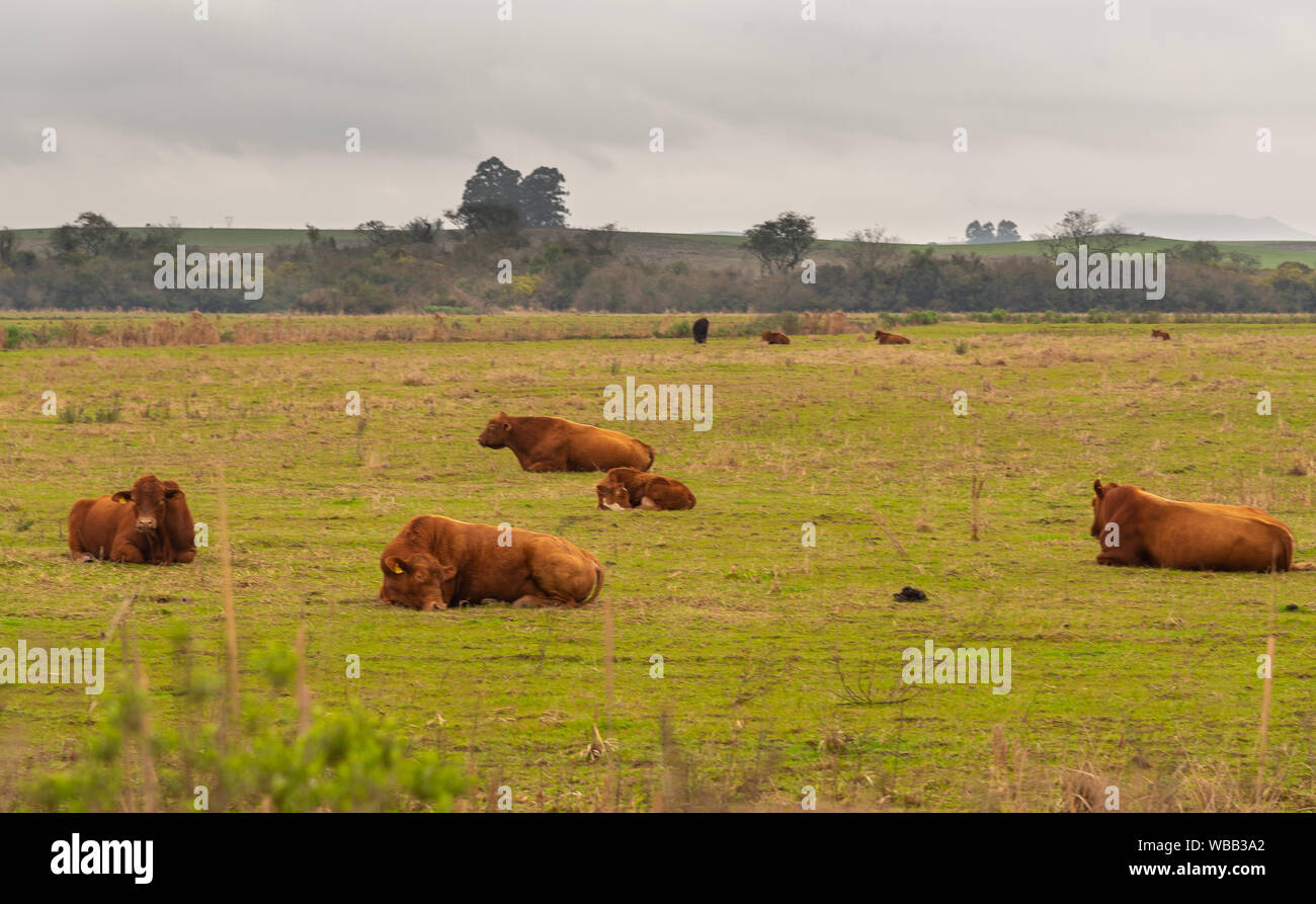 Aberdeen Angus breed cattle heads on extensive production farm. As beef