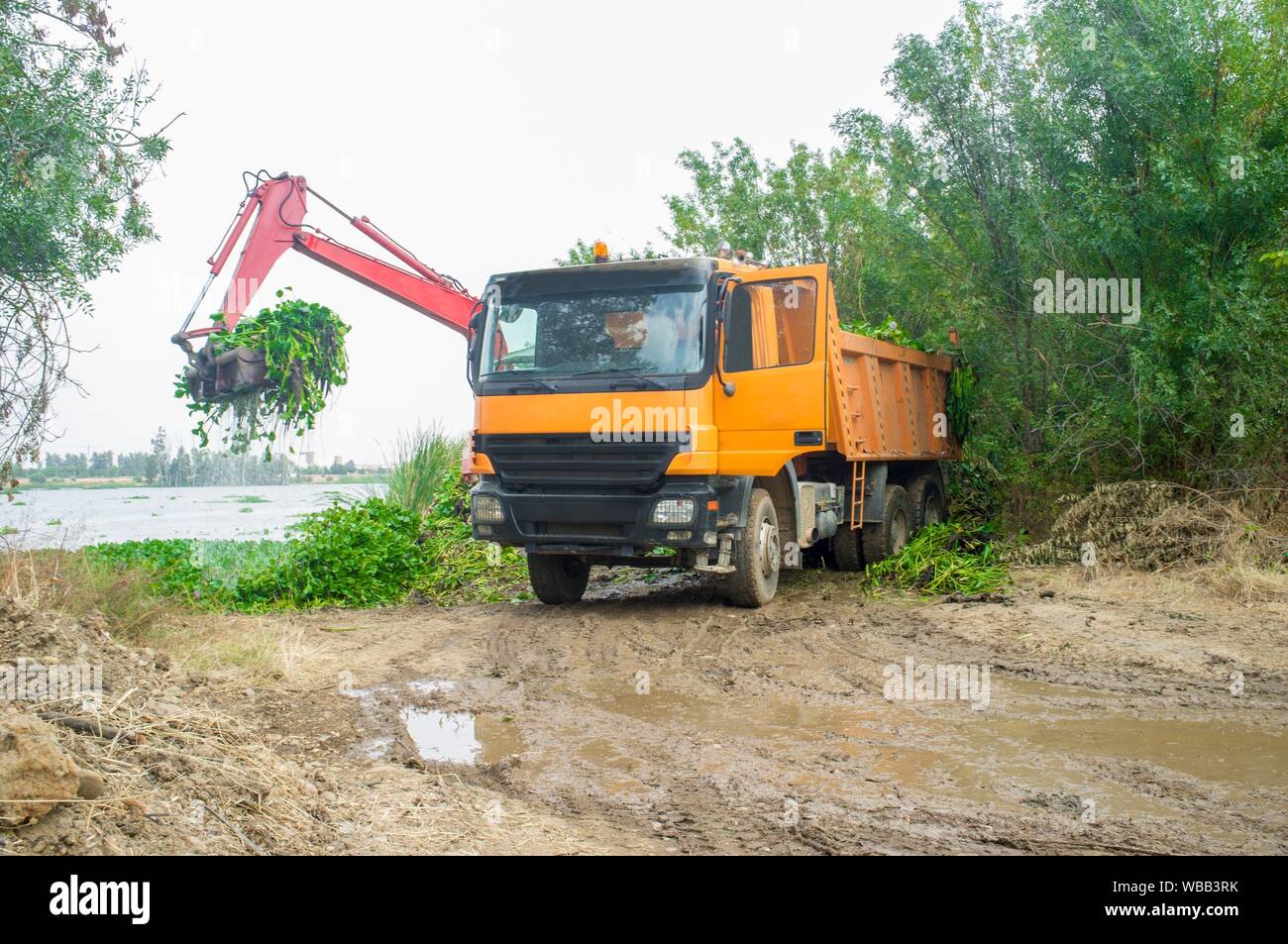 Heavy machinery removing water hyacinth from riverside. Highly problematic invasive alien specie (IAS) at Guadiana River, Badajoz, Spain. Stock Photo