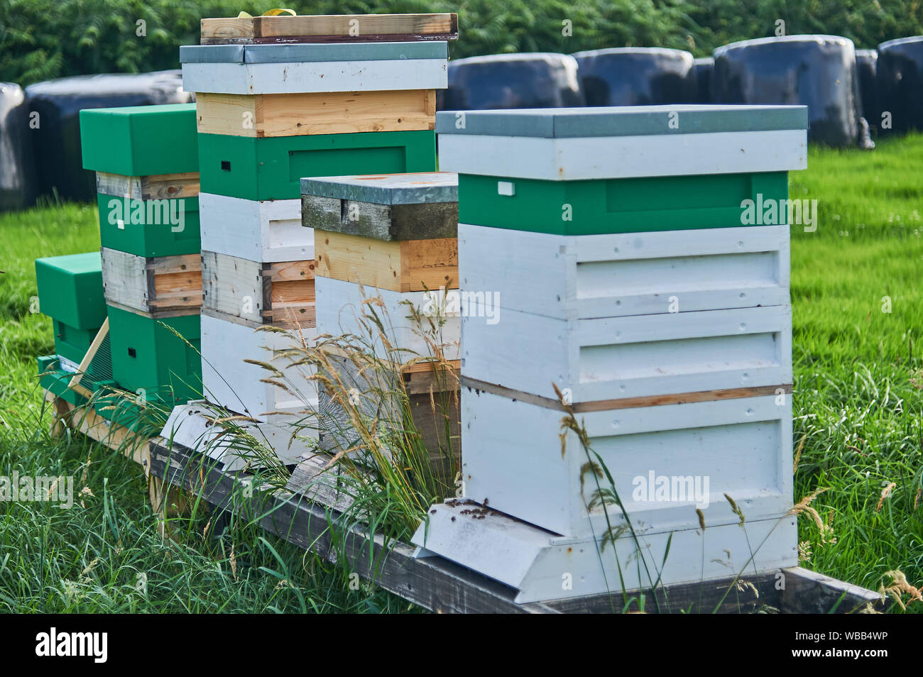 Wooden beehives stacked in a field. Stock Photo