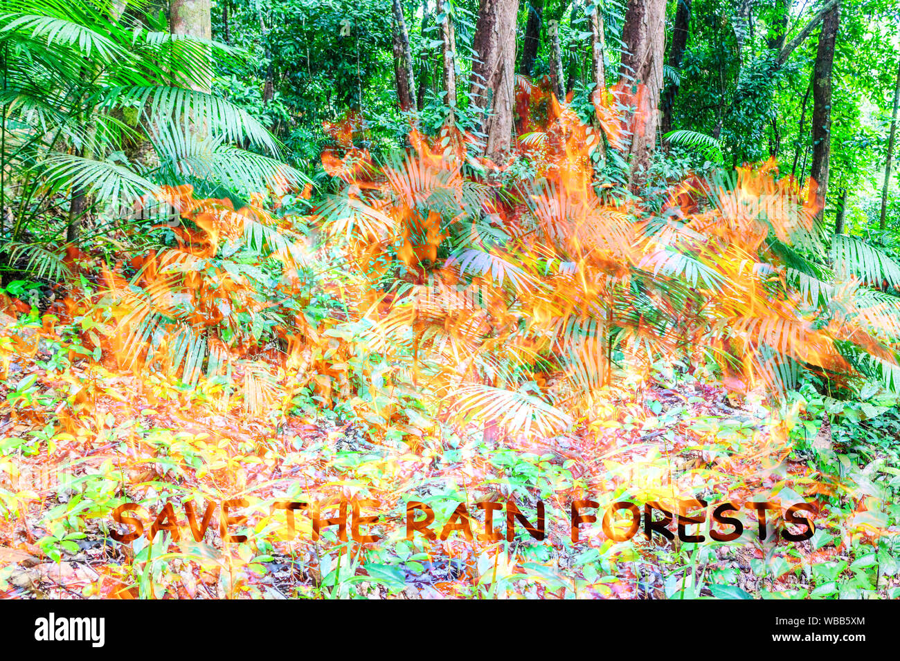 Illustration of flames in a forest signifying rain forest destruction and global warming Stock Photo