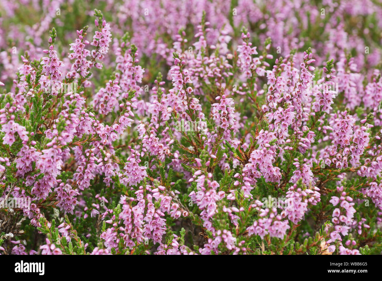 Flowering Heather (Erica sp.). Scotland Stock Photo
