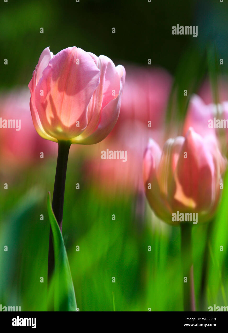 Tulipa sp hi-res stock photography and images - Alamy
