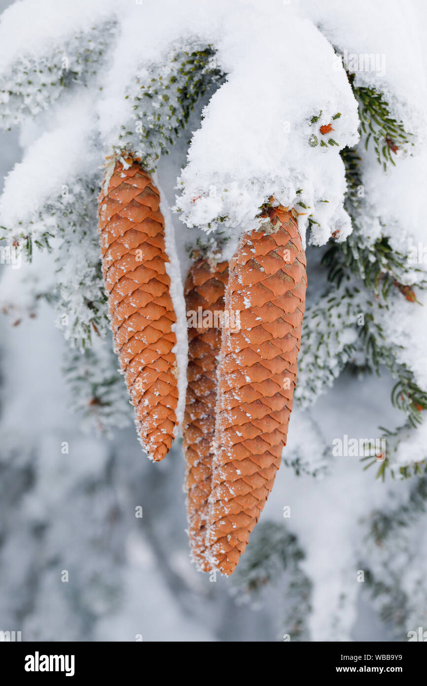 Common Spruce, Norway Spruce (Picea abies). Cones on a snowy twig. Switzerland Stock Photo