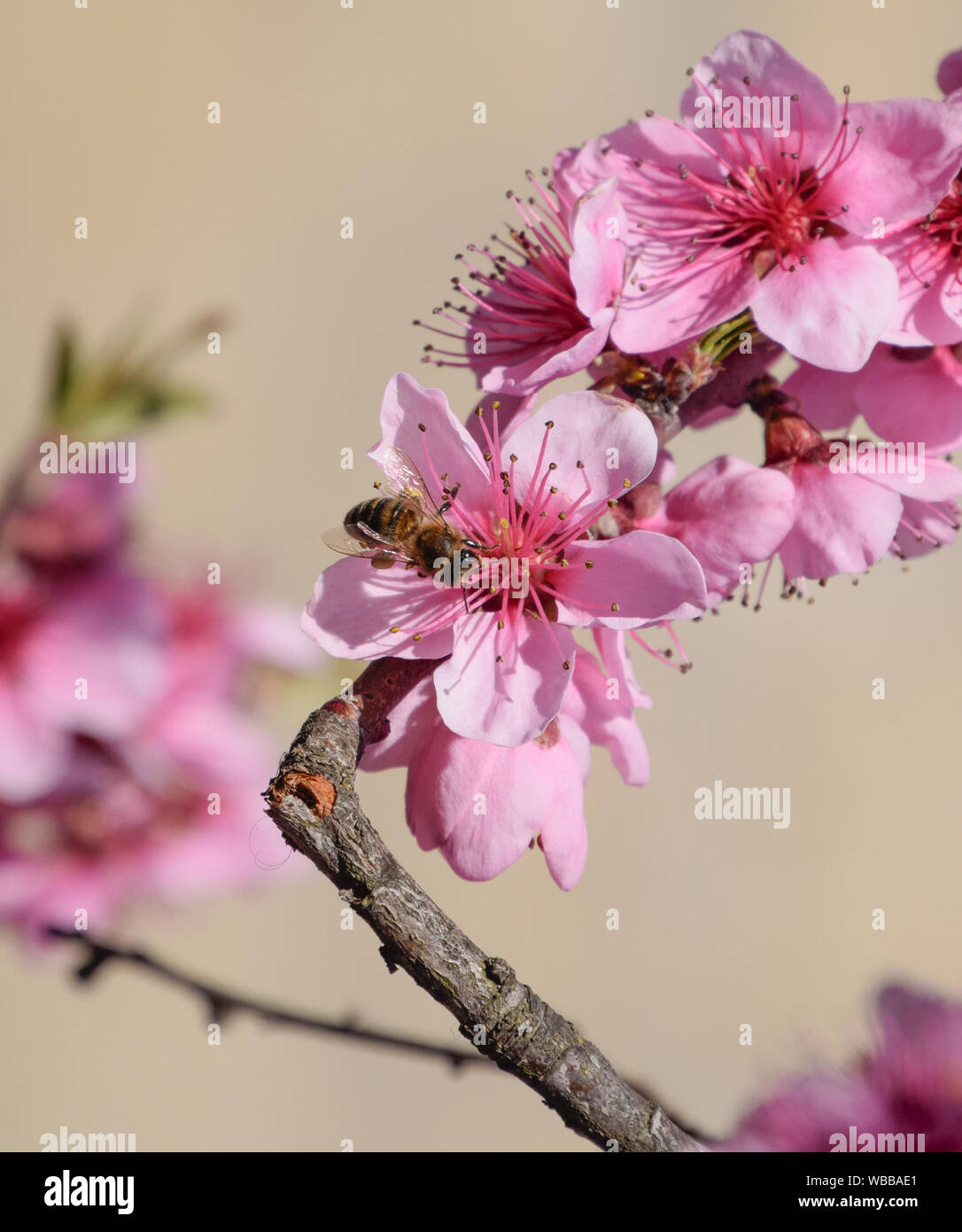 Pollination of flowers by bees peach. White pear flowers is a source of