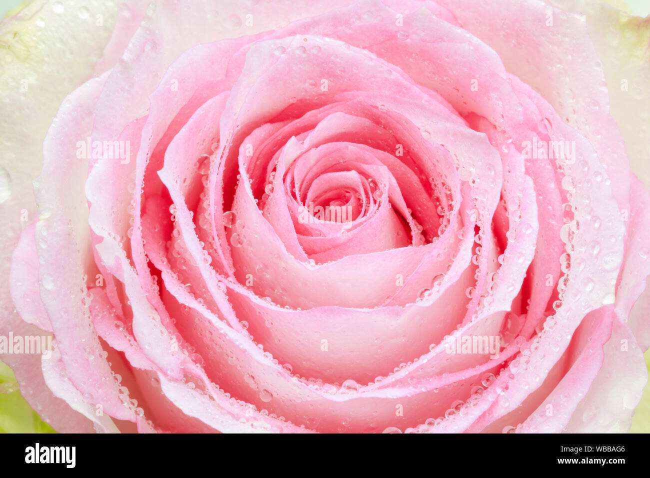 Page 2 - Rosa Sp High Resolution Stock Photography and Images - Alamy