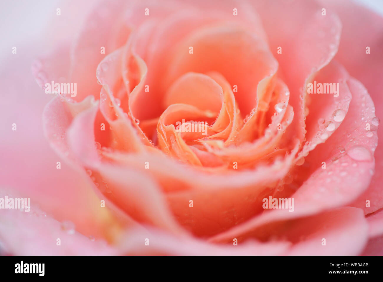 Rose (Rosa sp.). Close-up of pink flower with dew drops. Switzerland Stock Photo