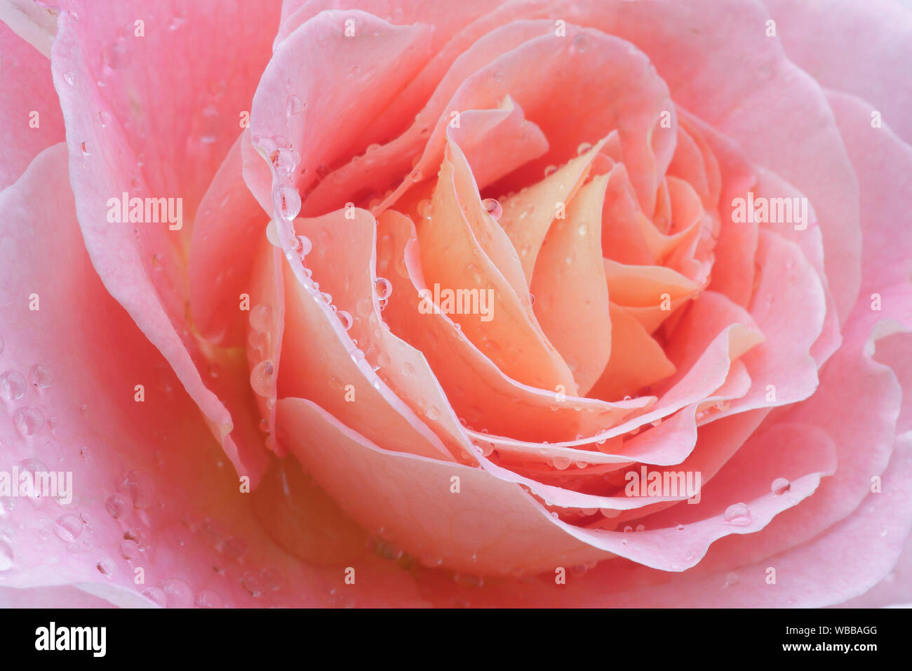 Rose (Rosa sp.). Close-up of pink flower with dew drops. Switzerland Stock Photo