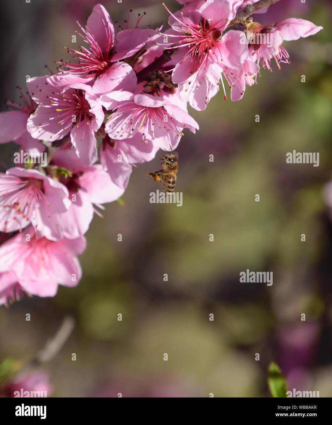 Pollination of flowers by bees peach. White pear flowers is a source of