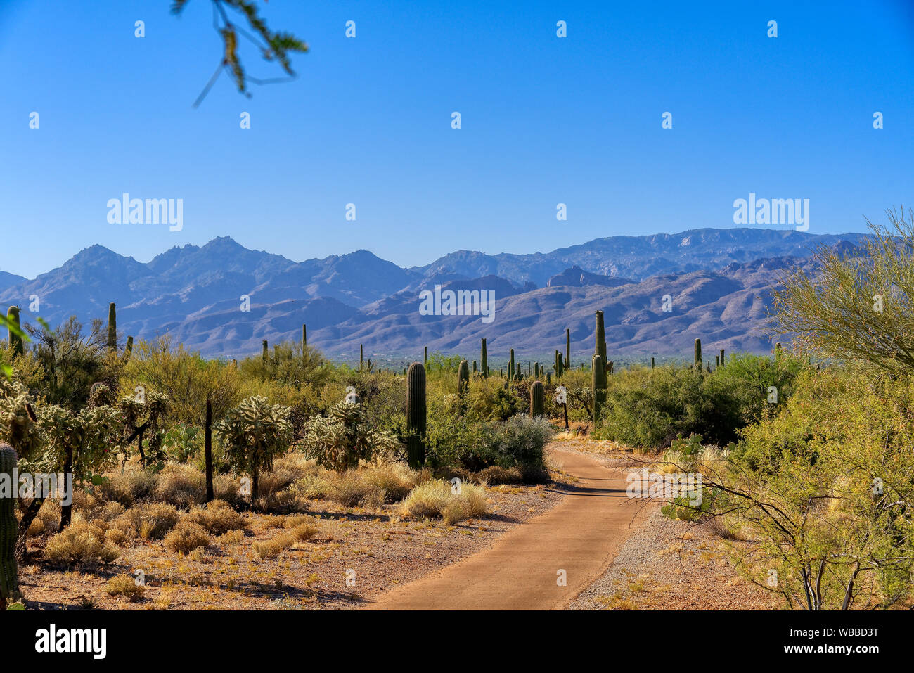 Desert Ecology Trail in Saguaro National Park East District, Arizona Stock Photo