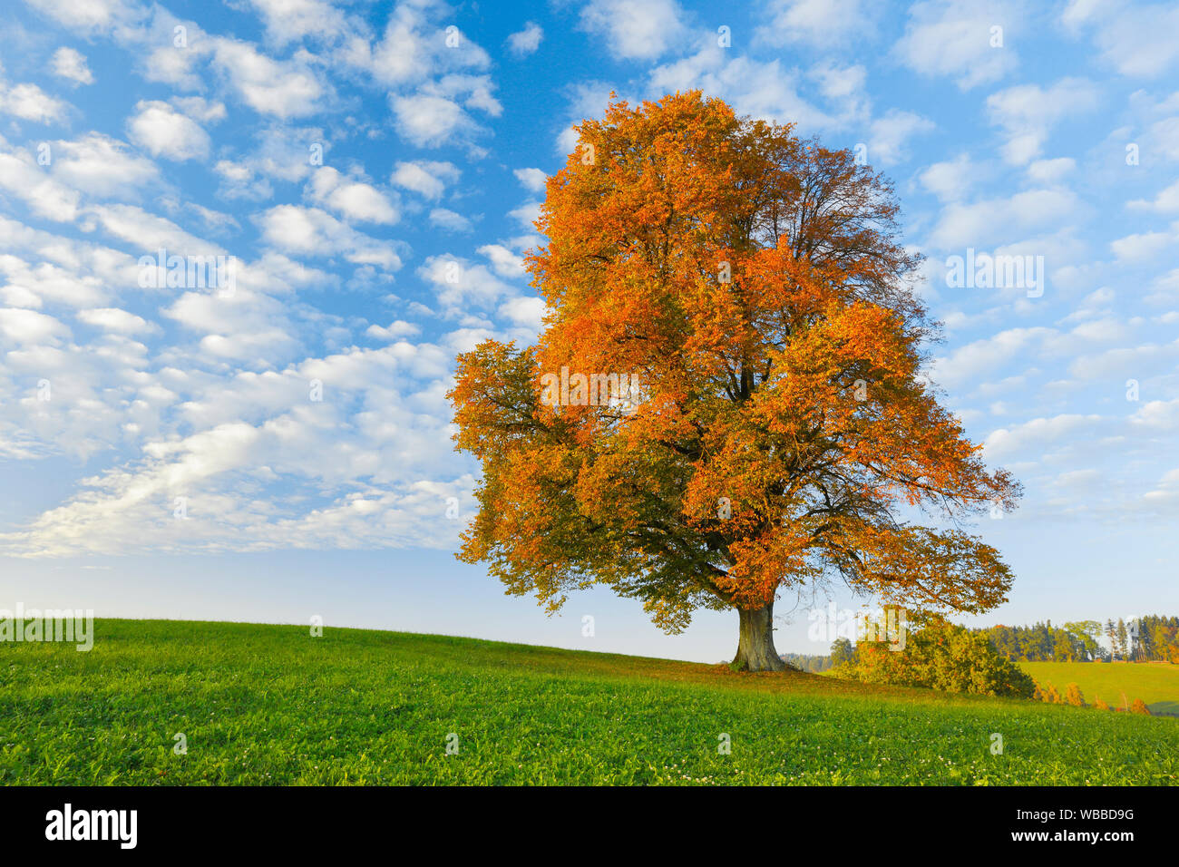 Linden (Tilia sp.). Single tree in autumn. Switzerland Stock Photo