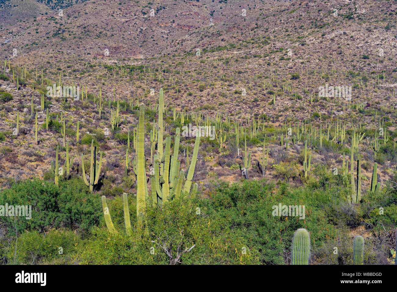 Cactus garden in the east district of Saguaro National Park, Arizona Stock Photo