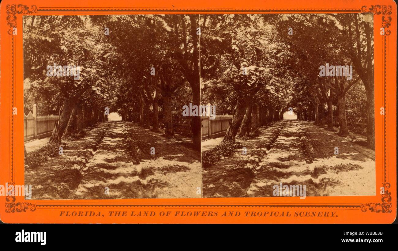 Entrance to St. Augustine, through an archway of Pride of India and