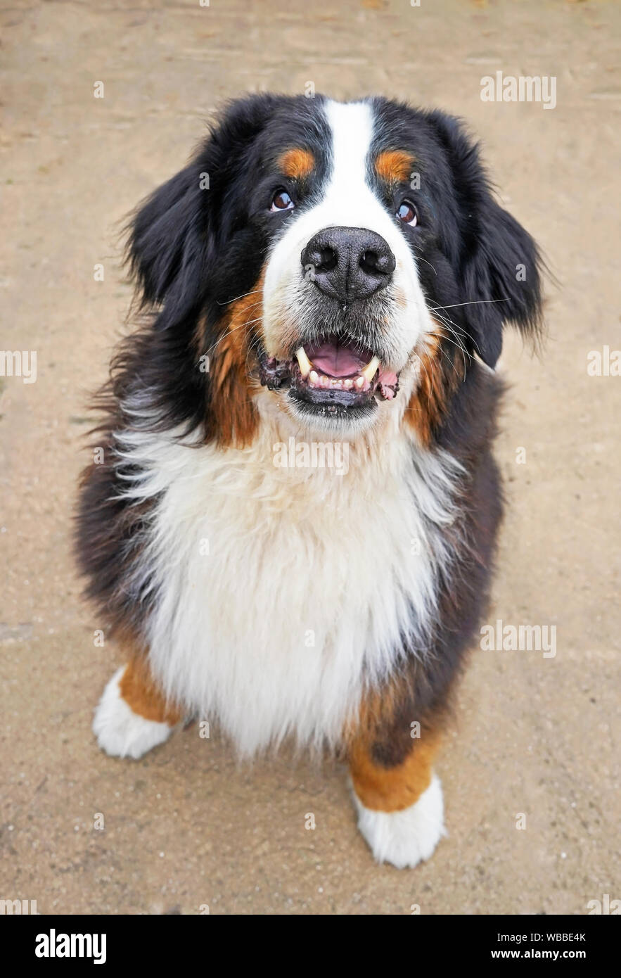 The portrait of the Bernese Mountain Dog, sitting on the patio, looking up at the camera, his mouth slightly open. Stock Photo