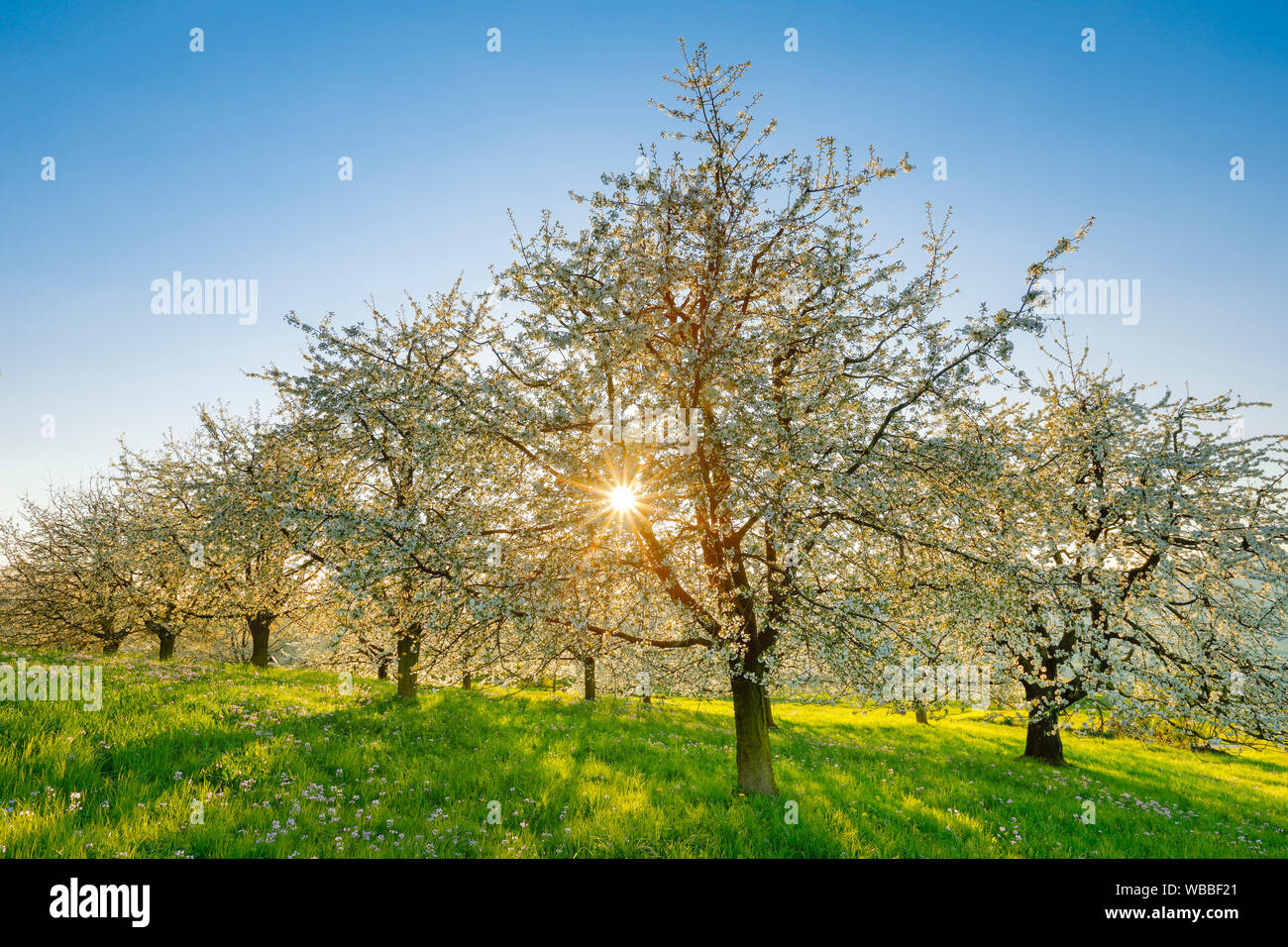 Flowering Cherry Trees (Prunus avium) in spring. Switzerland Stock Photo