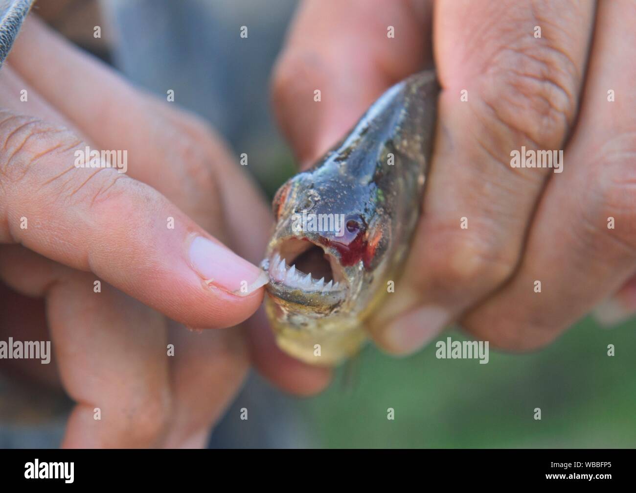 Razor sharp teeth hi-res stock photography and images - Alamy