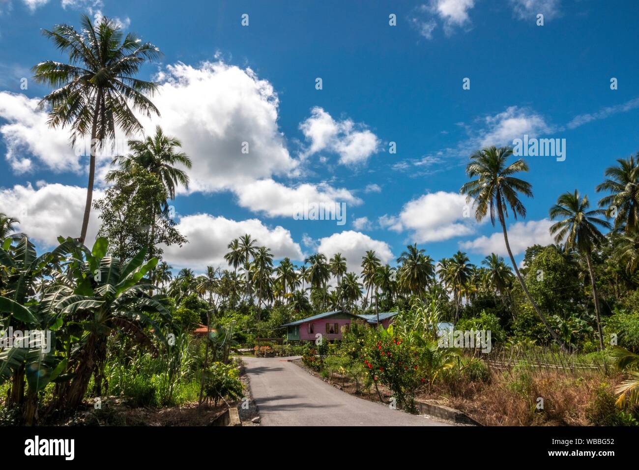 Coconut plantations in Kampung Semera, Sarawak, Malaysia Stock Photo ...