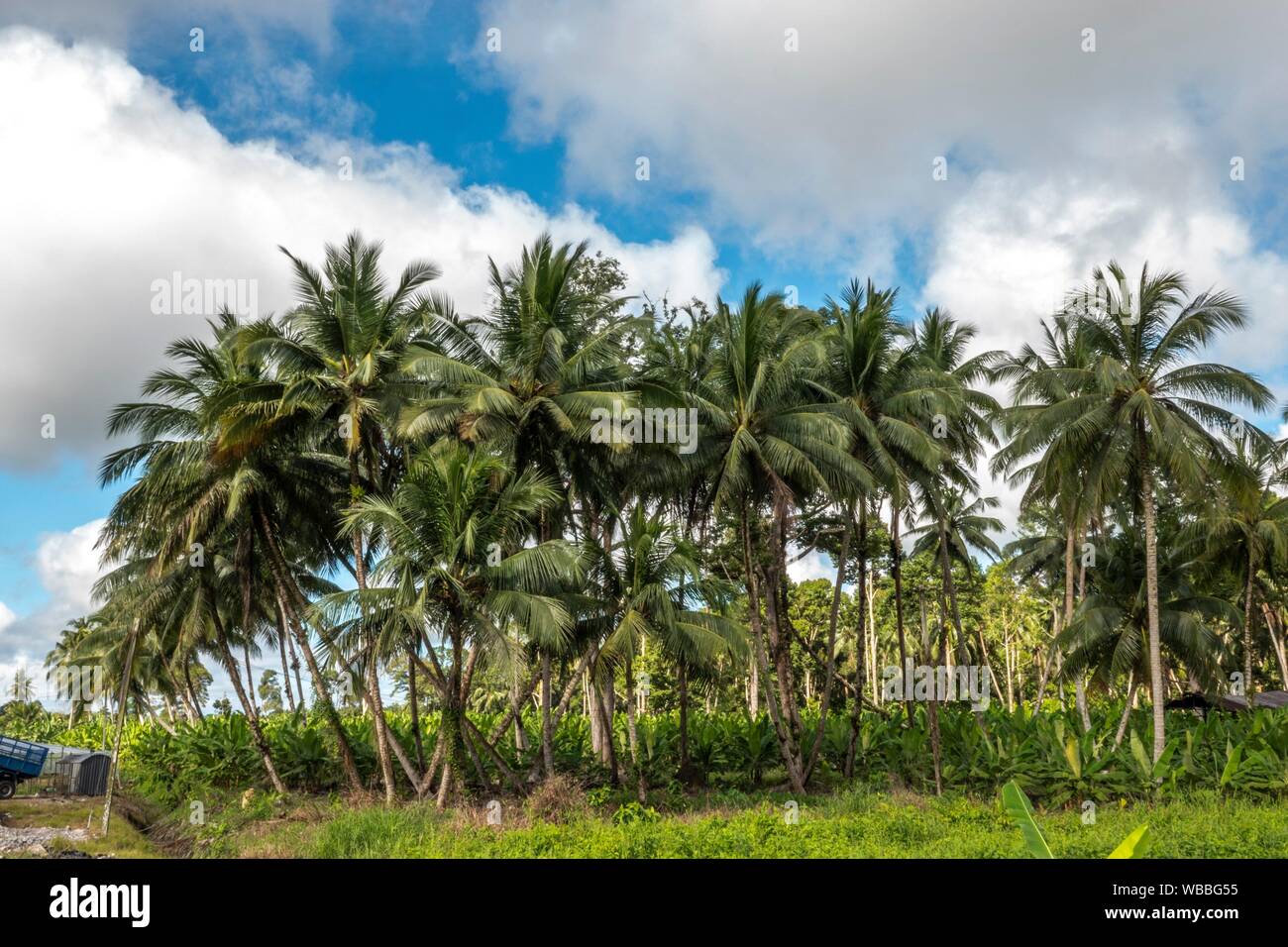 Coconut Plantation In Kota Samarahan Sarawak Malasya Stock Photo Alamy