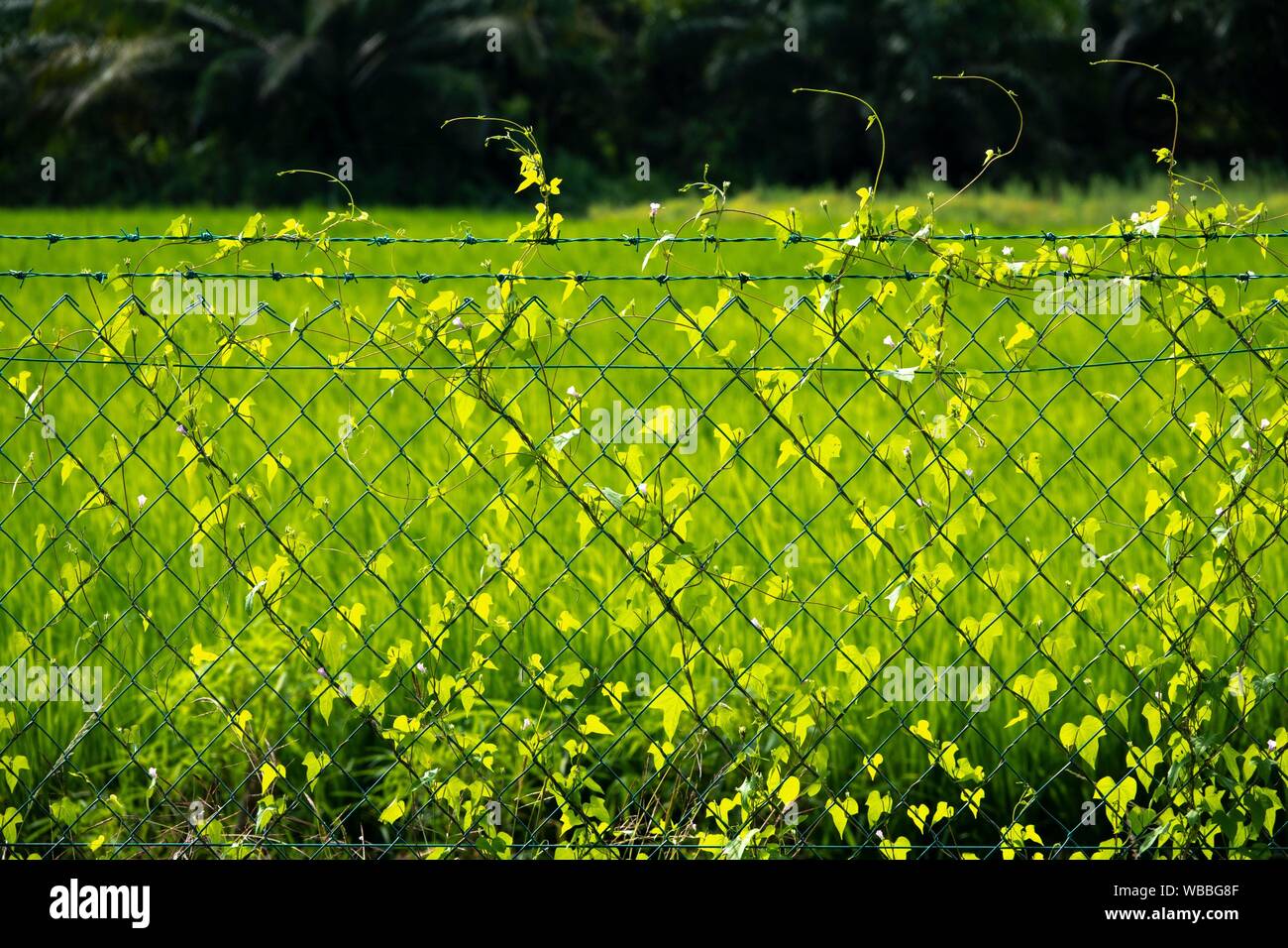 Grass creepers grow on the fence, Kampung Skudup, Sarawak, Malaysia