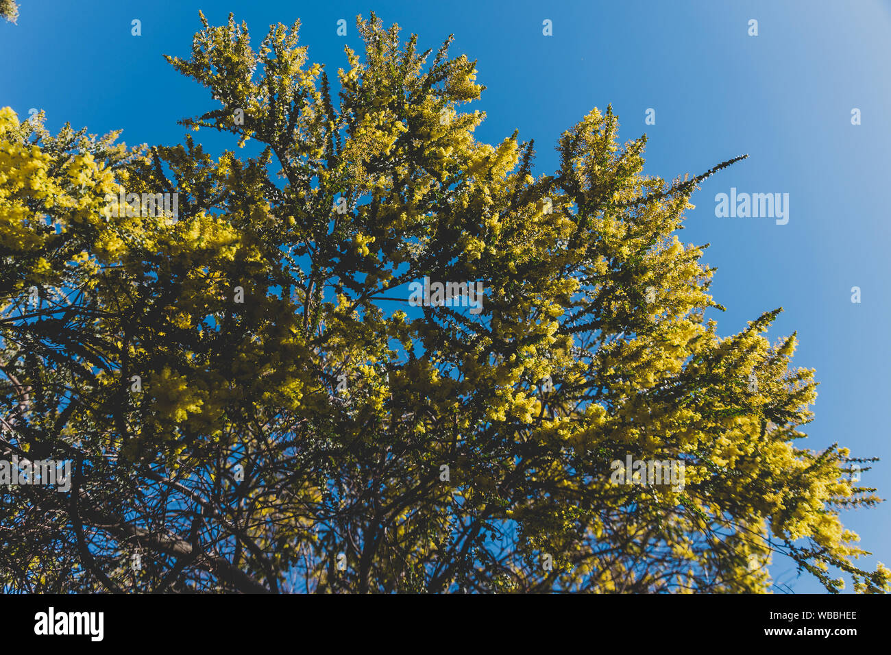 native Australian wattle tree about to bloom, the plant is also symbol ...