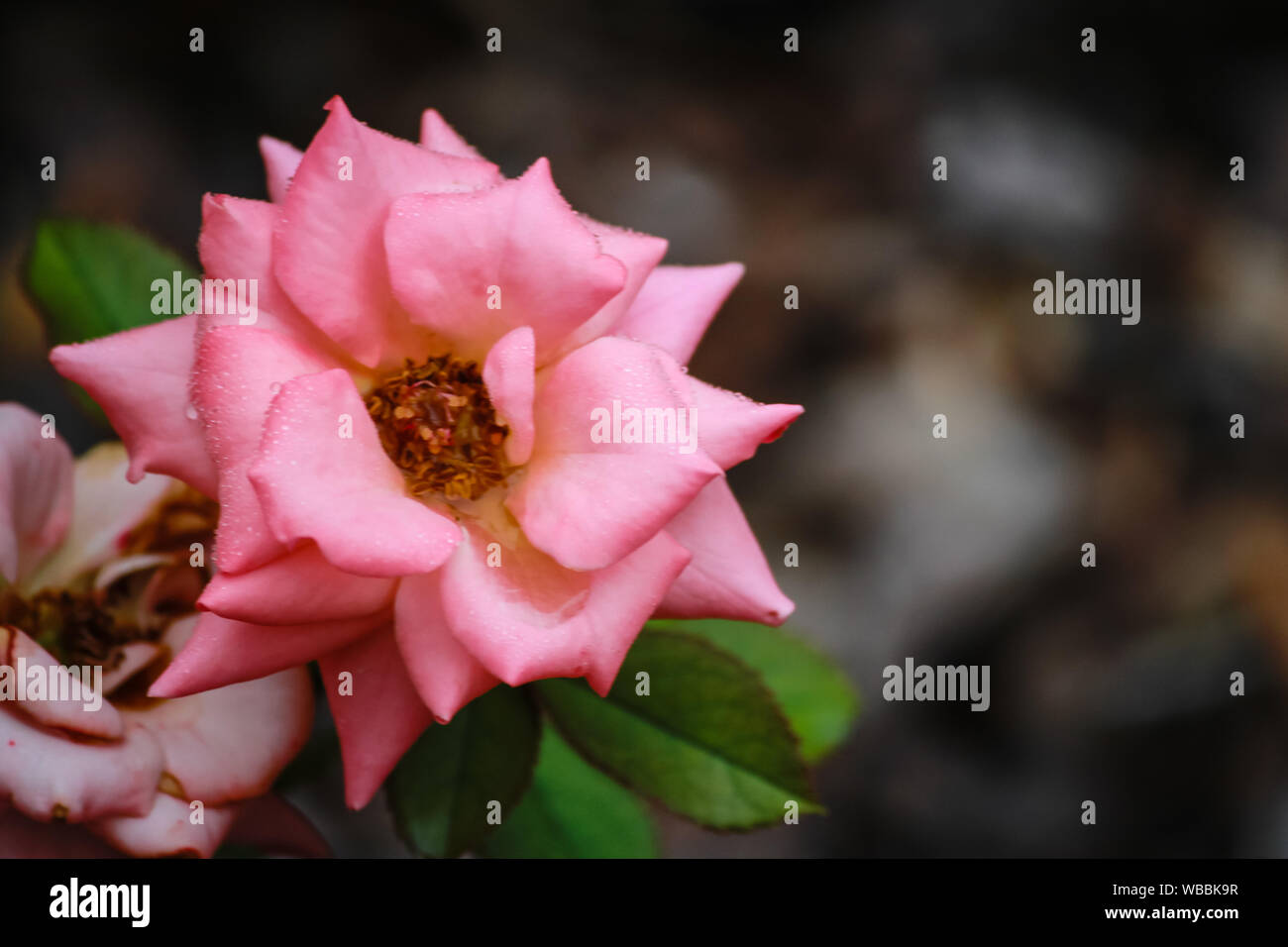 Rosa 'Bill Warriner' coral pink floribunda rose in bloom Stock Photo