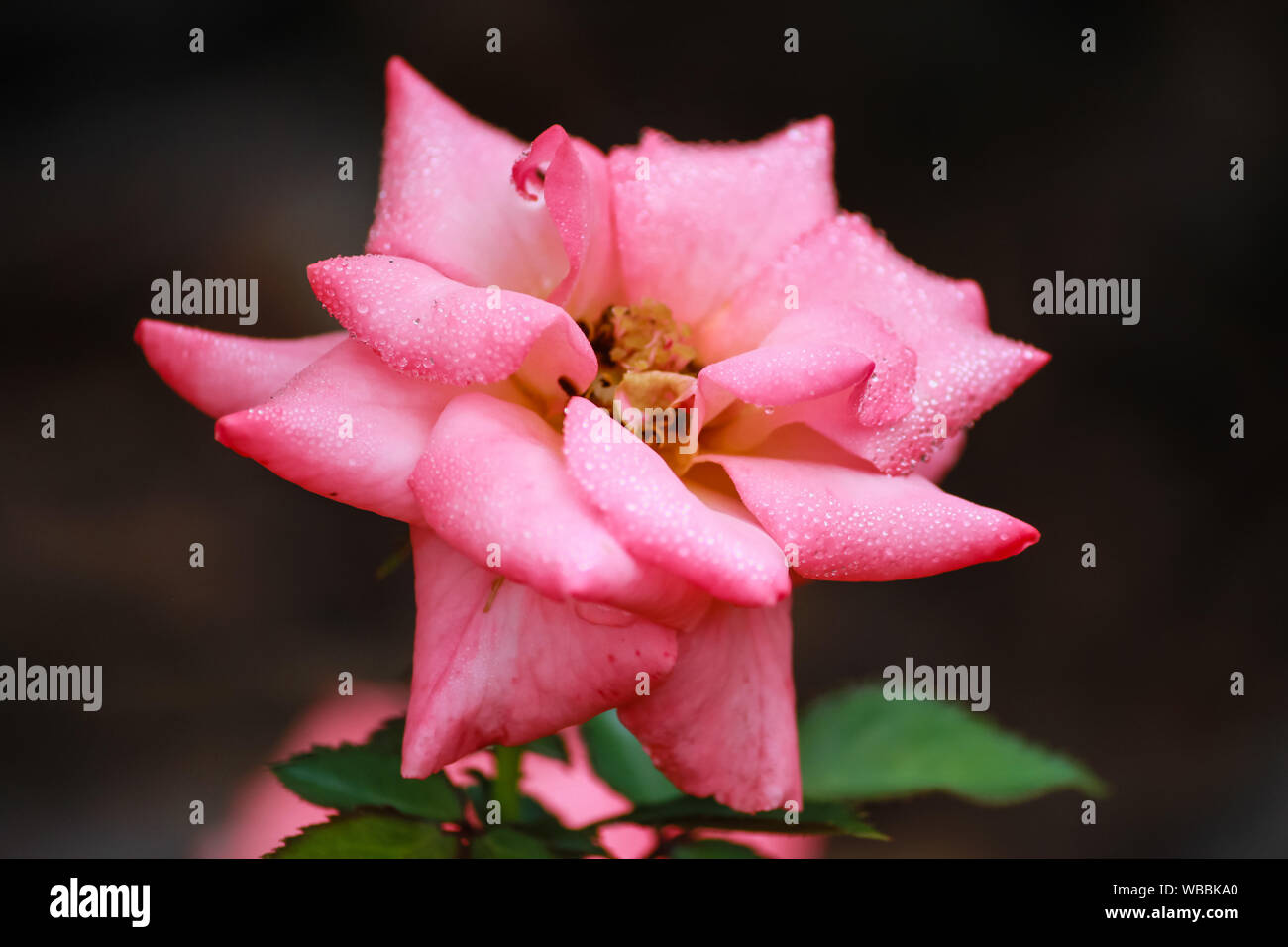 Rosa 'Bill Warriner' coral pink floribunda rose Stock Photo
