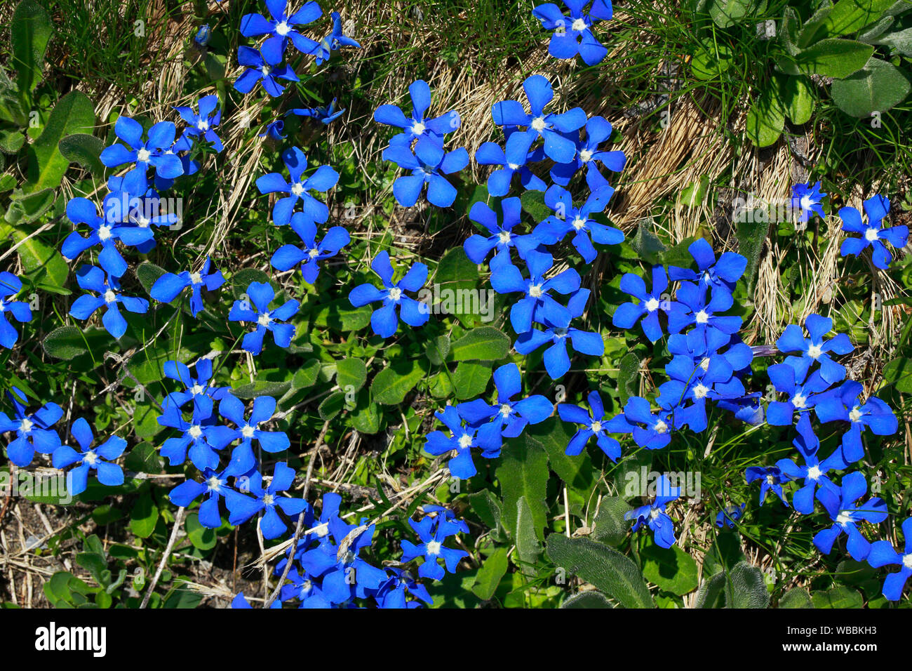 Spring Gentian (Gentiana verna), flowering. Switzerland Stock Photo