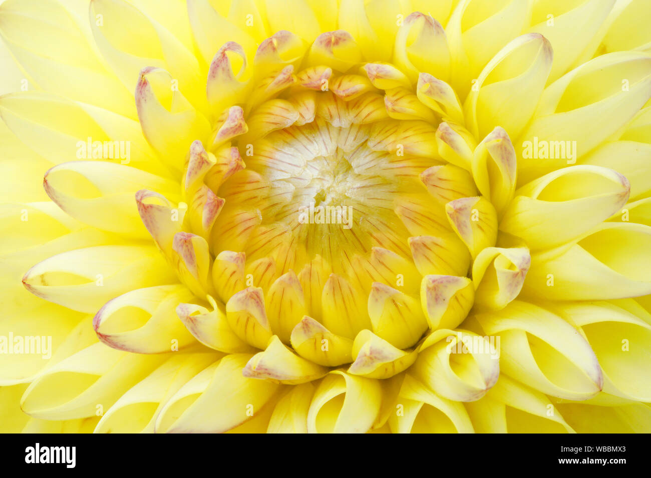Dahlia. Close-up of yellow flower. Switzerland Stock Photo