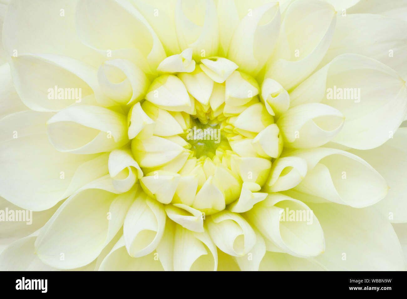 Dahlia. Close-up of white flower. Switzerland Stock Photo