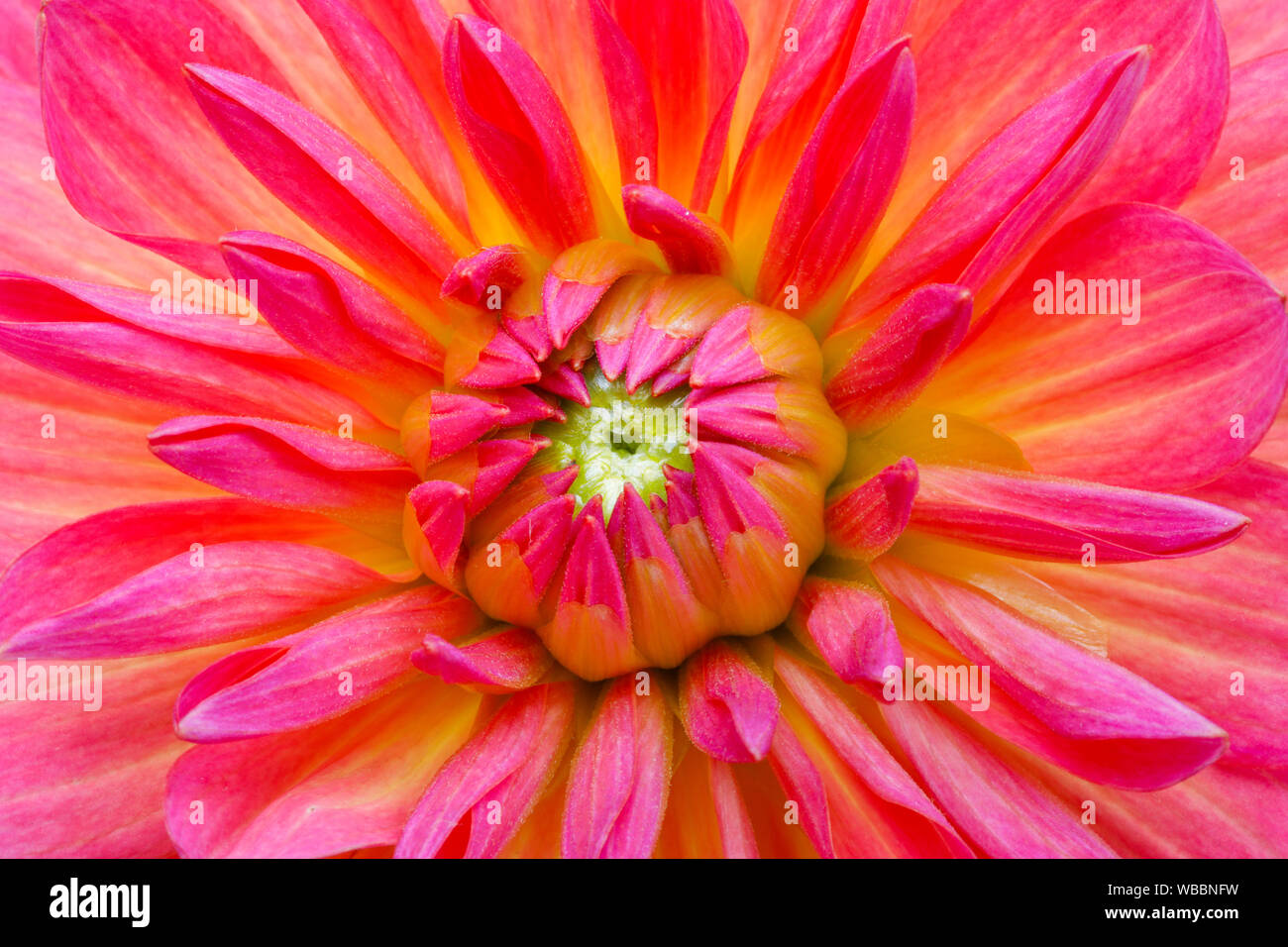Dahlia. Close-up of pink flower. Switzerland Stock Photo