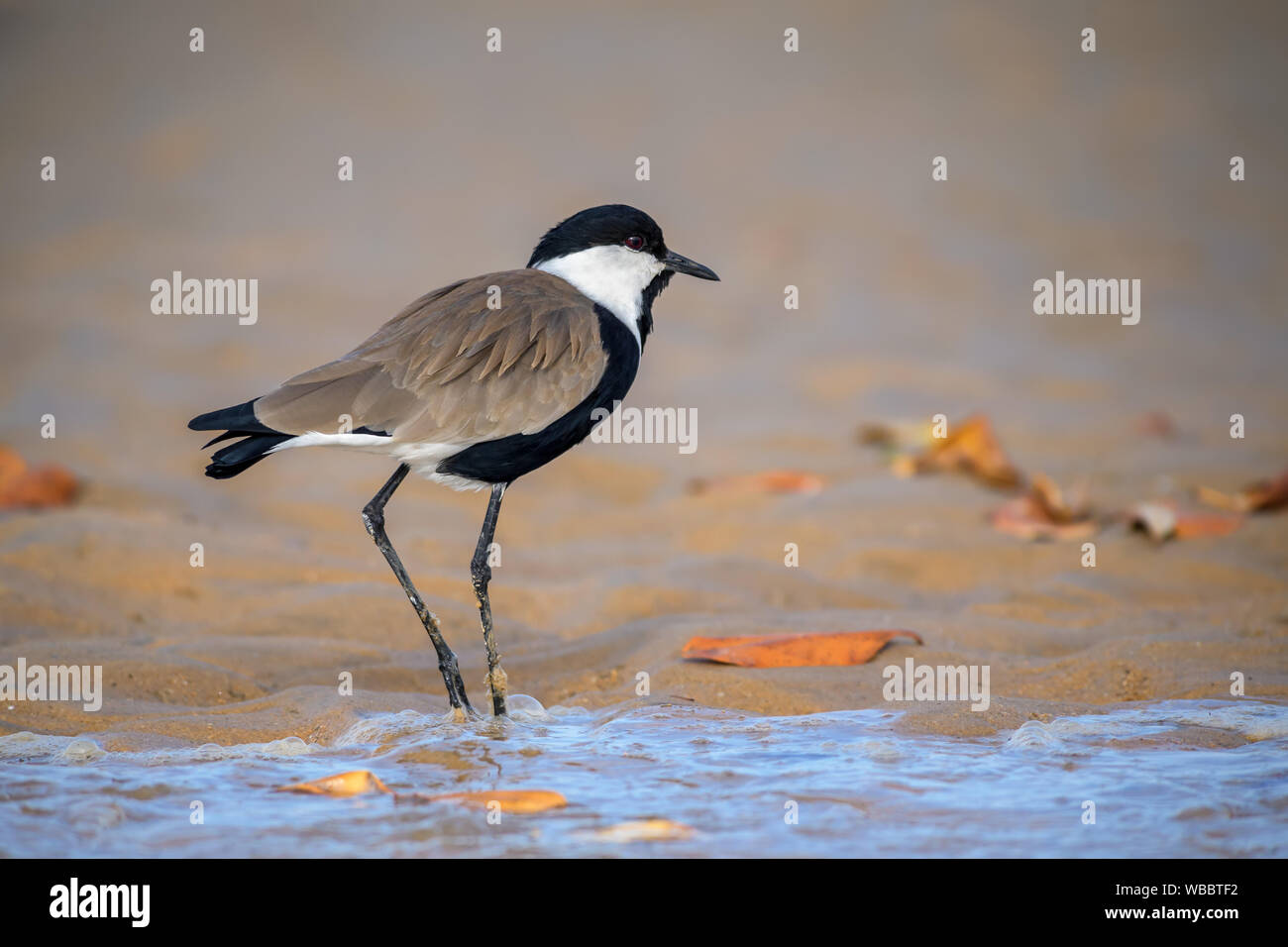 Spur-winged Plover - Vanellus spinosus, beautiful lapwing from West African fresh water, fields and meadows, La Somone, Senegal. Stock Photo