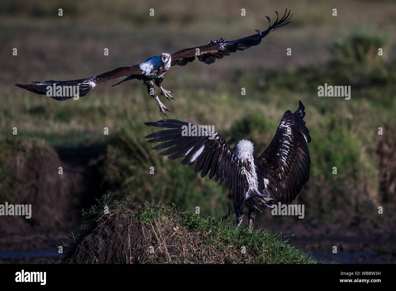 African Fish eagles in a mid air fight in Masai Mara. Stock Photo