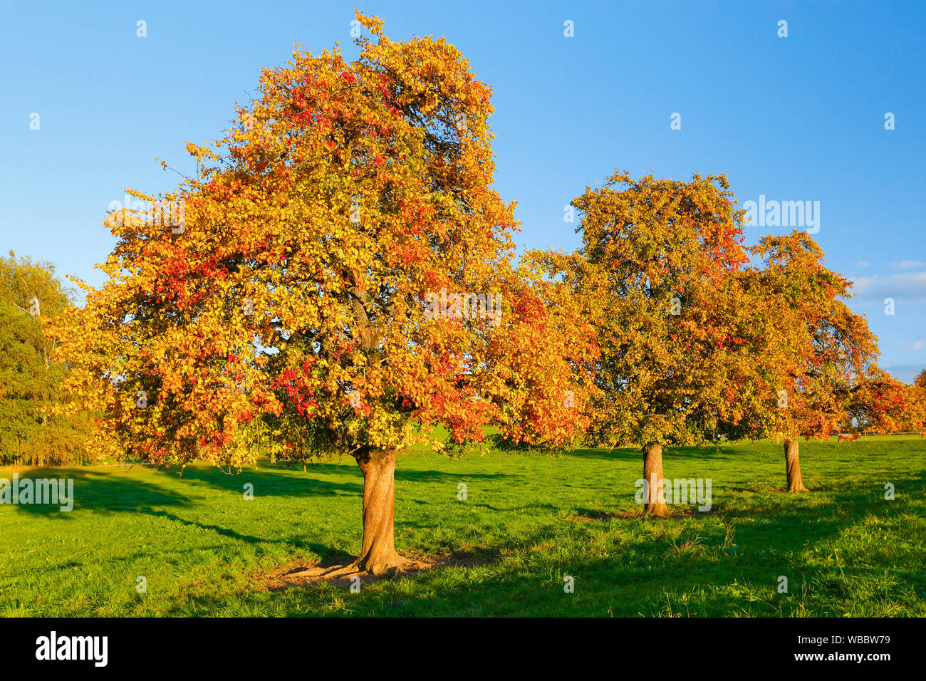 Common Pear, European Pear (Pyrus communis). Trees in autumn. Switzerland Stock Photo