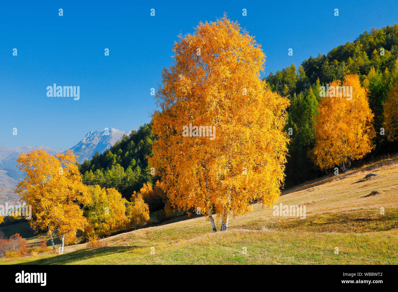 Birches in autumn. Lower Engadine, Switzerland Stock Photo