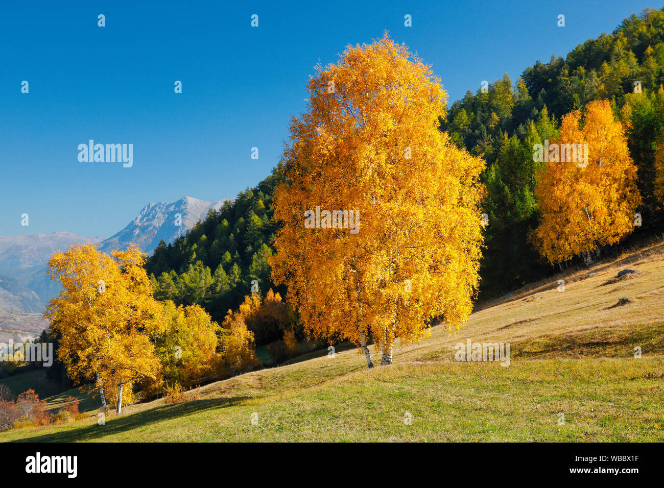 Birches in autumn. Lower Engadine, Switzerland Stock Photo