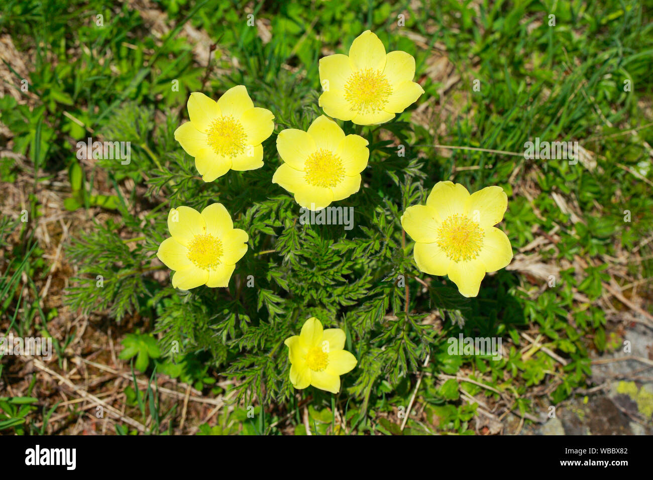 Alpine Pasqueflower (Pulsatilla alpina ssp. apiifolia). Flowering plant seen from above. Switzerland Stock Photo
