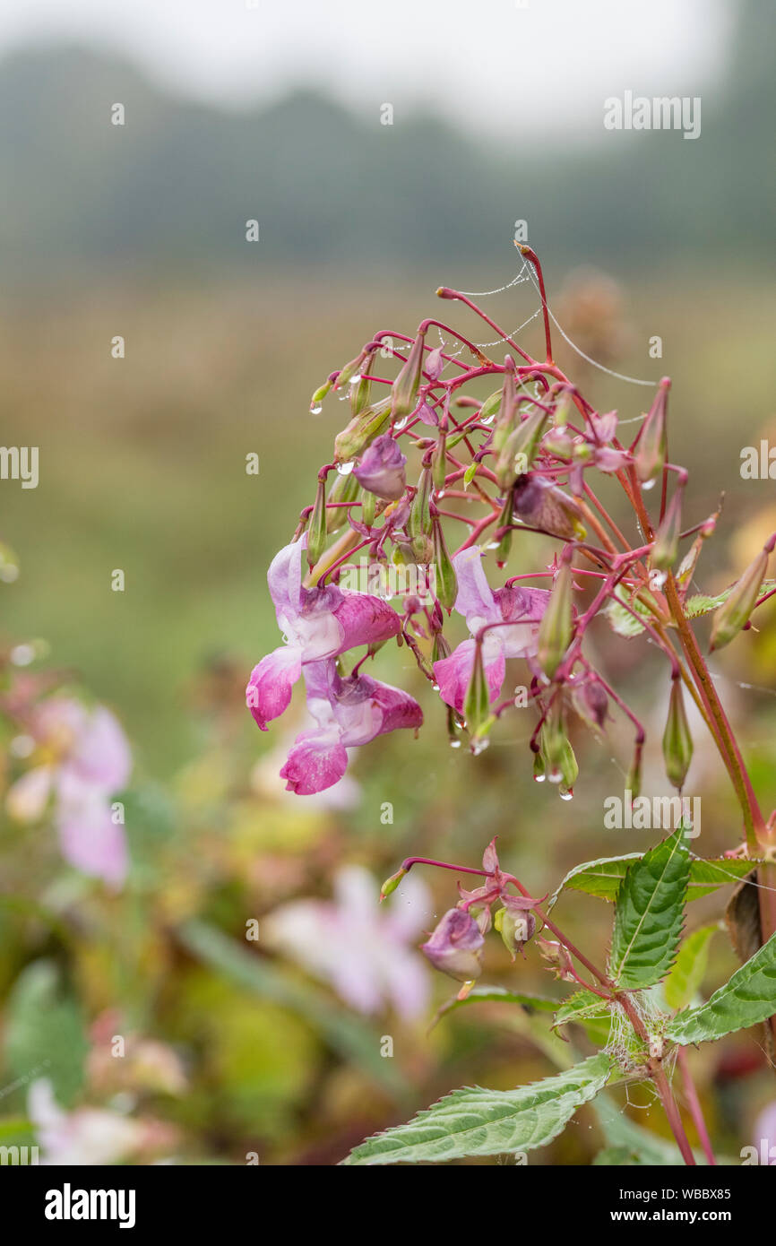 Flowers and upper leaves of troublesome Himalayan Balsam / Impatiens glandulifera. Likes damp soils / ground, riversides, river banks, hygrophilous. Stock Photo
