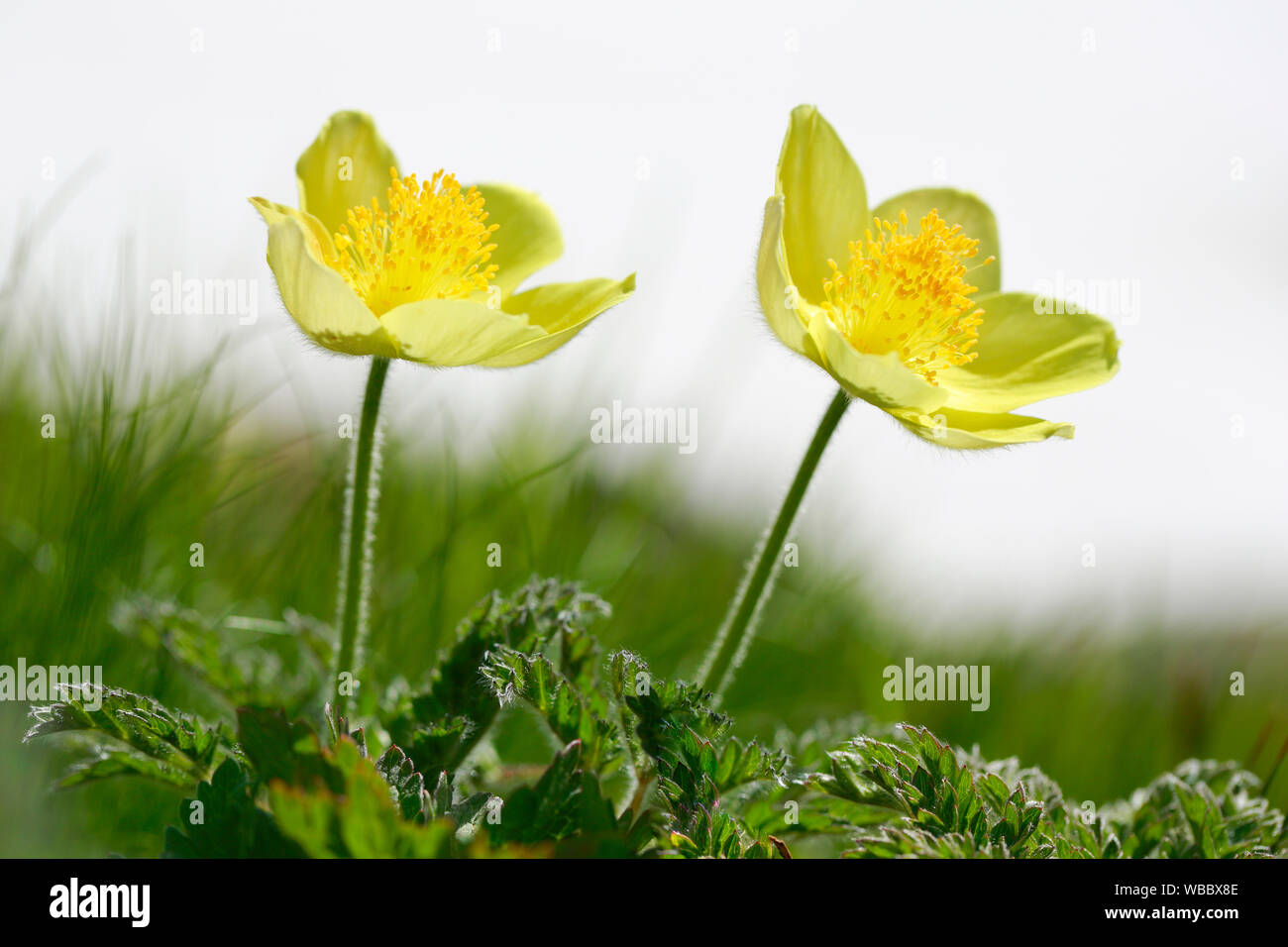 Alpine Pasqueflower (Pulsatilla alpina ssp. apiifolia). Two flowers. Switzerland Stock Photo