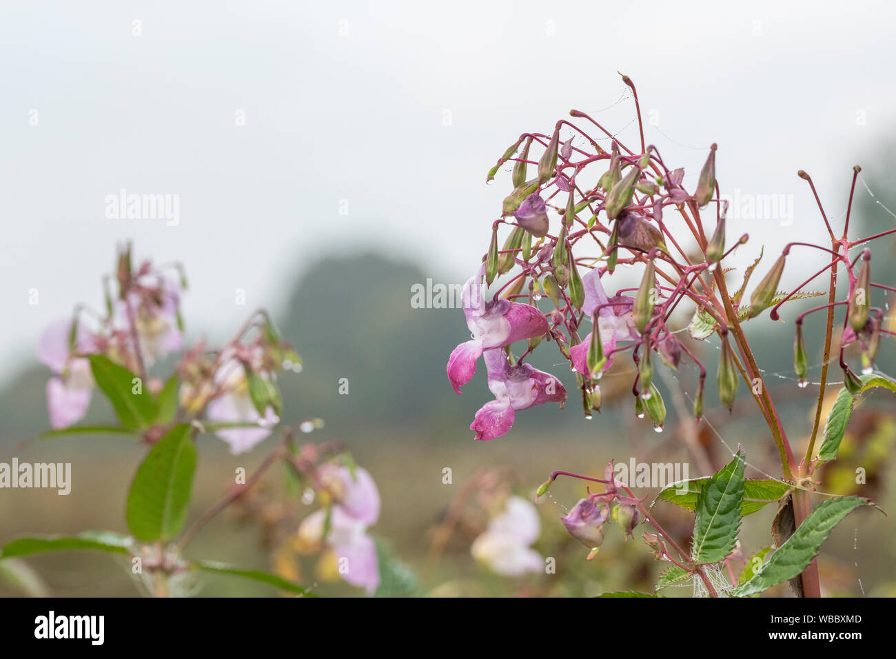 Flowers and upper leaves of troublesome Himalayan Balsam / Impatiens glandulifera. Likes damp soils / ground, riversides, river banks, hygrophilous. Stock Photo