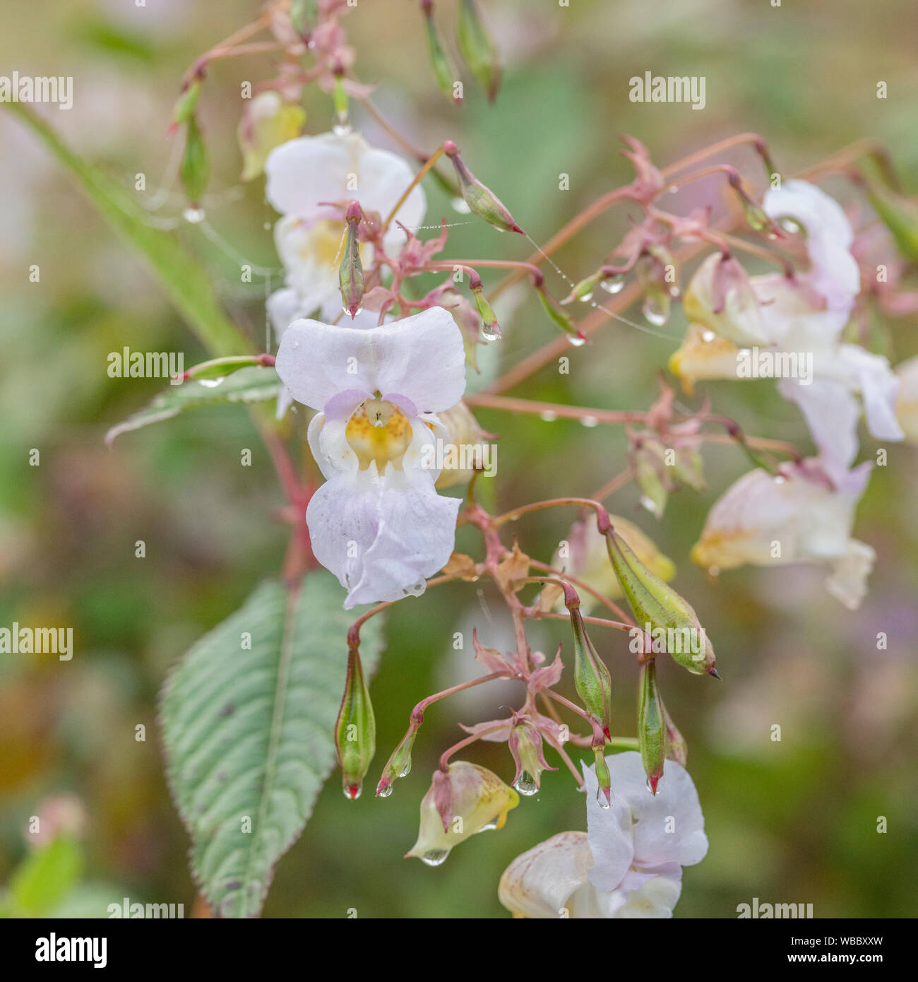 Flowers and upper leaves of troublesome Himalayan Balsam / Impatiens glandulifera. Likes damp soils / ground, riversides, river banks, hygrophilous. Stock Photo