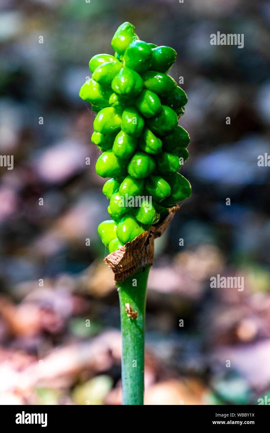 Fresh green Arum maculatum berries in France, Europe Stock Photo Alamy