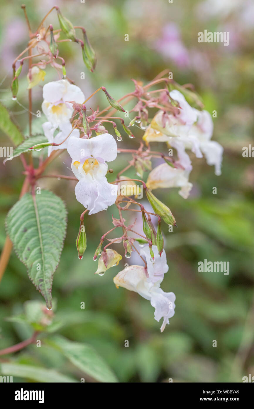 Flowers and upper leaves of troublesome Himalayan Balsam / Impatiens glandulifera. Likes damp soils / ground, riversides, river banks, hygrophilous. Stock Photo