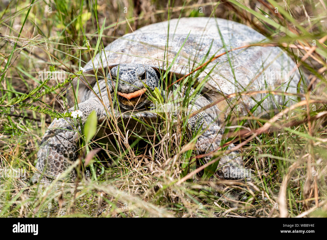 Florida wildlife turtle eating weeds in the park Stock Photo Alamy