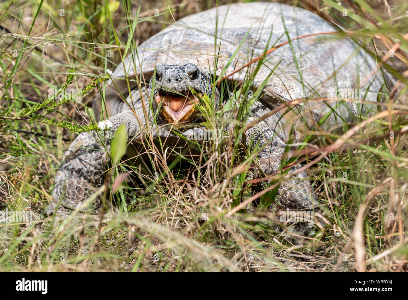 Florida wildlife turtle eating weeds in the park Stock Photo Alamy