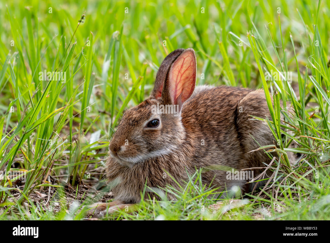 Young bunny in the grass - Florida wildlife Stock Photo