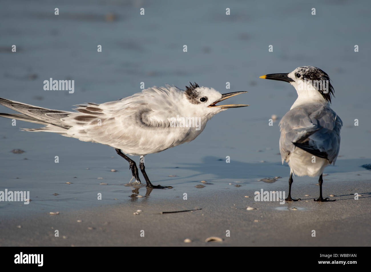 Two royal terns having a conversation on the beach in Florida Stock Photo