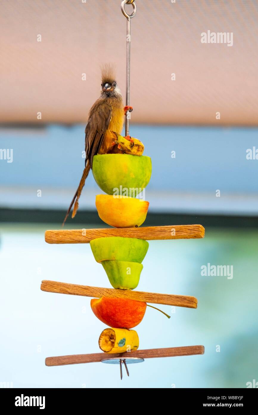 Tropical bird eating fruits Stock Photo Alamy