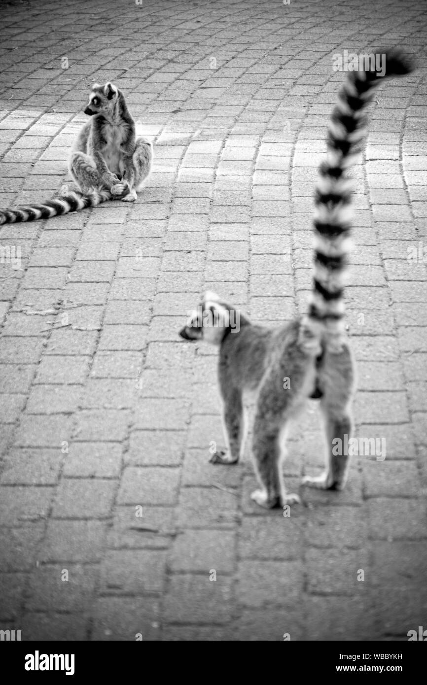 Two lemurs sitting on the ground Stock Photo Alamy